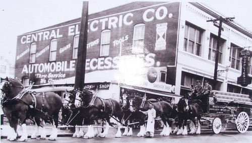 Budweiser Clydesdales